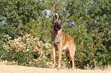 MALINOIS 149